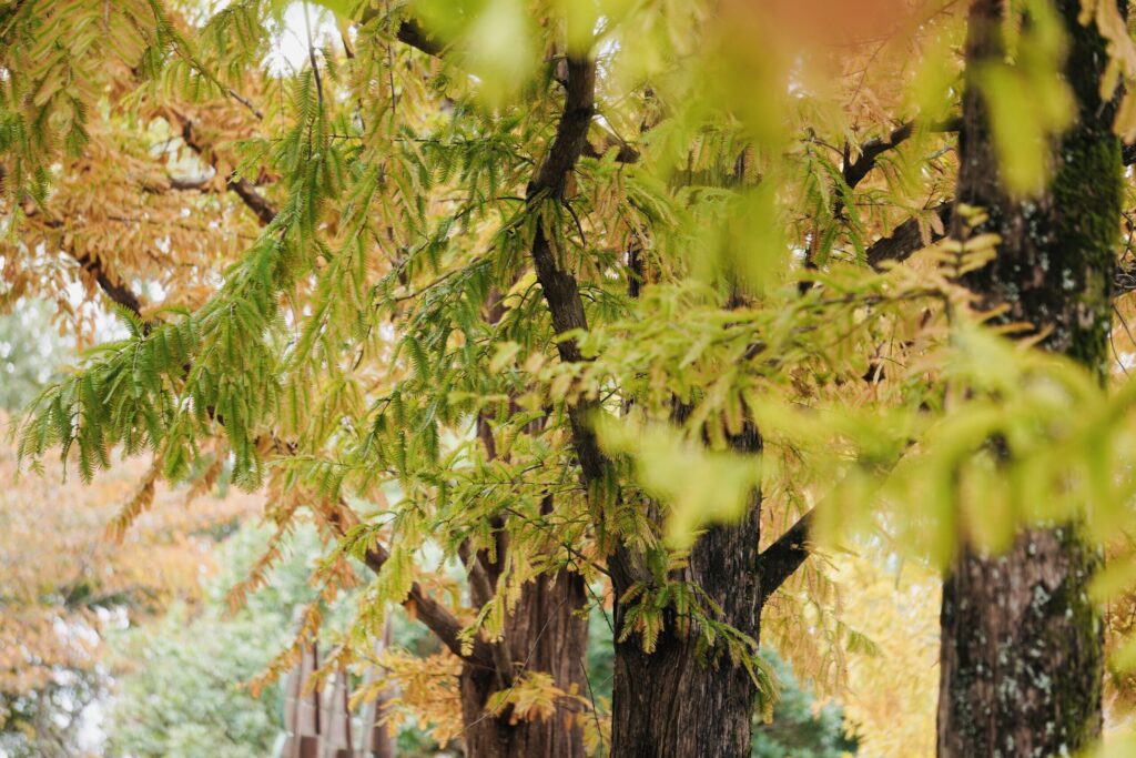 広島市森林公園_メタセコイア