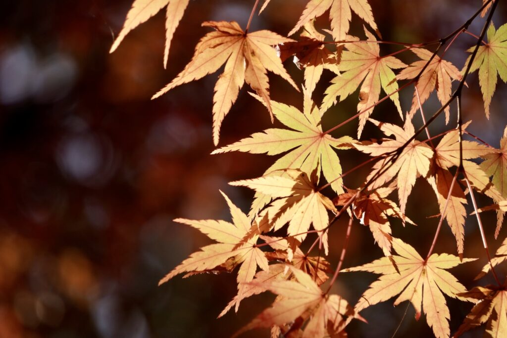 紅葉谷公園のもみじ