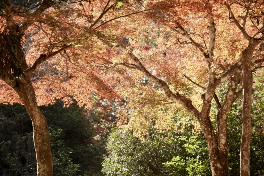 朝日が差し込む木々