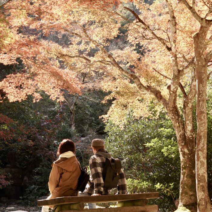 朝の日差しの紅葉