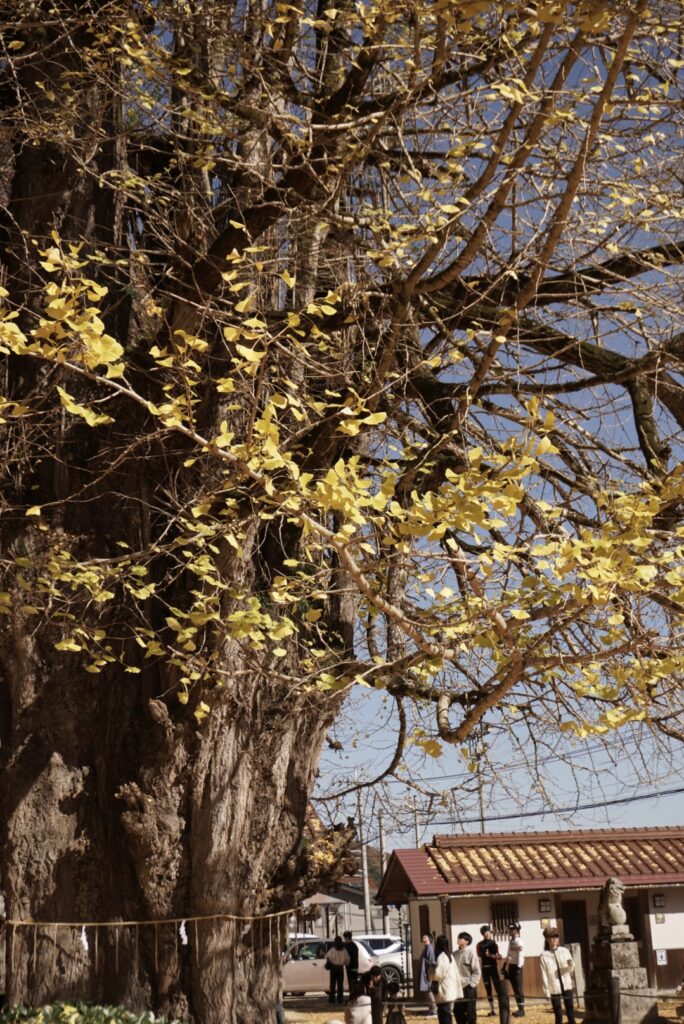 筒賀の大イチョウ