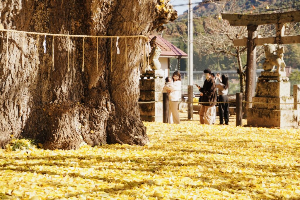 筒賀の大イチョウ_黄色い絨毯