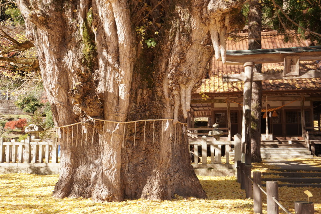 大イチョウの幹