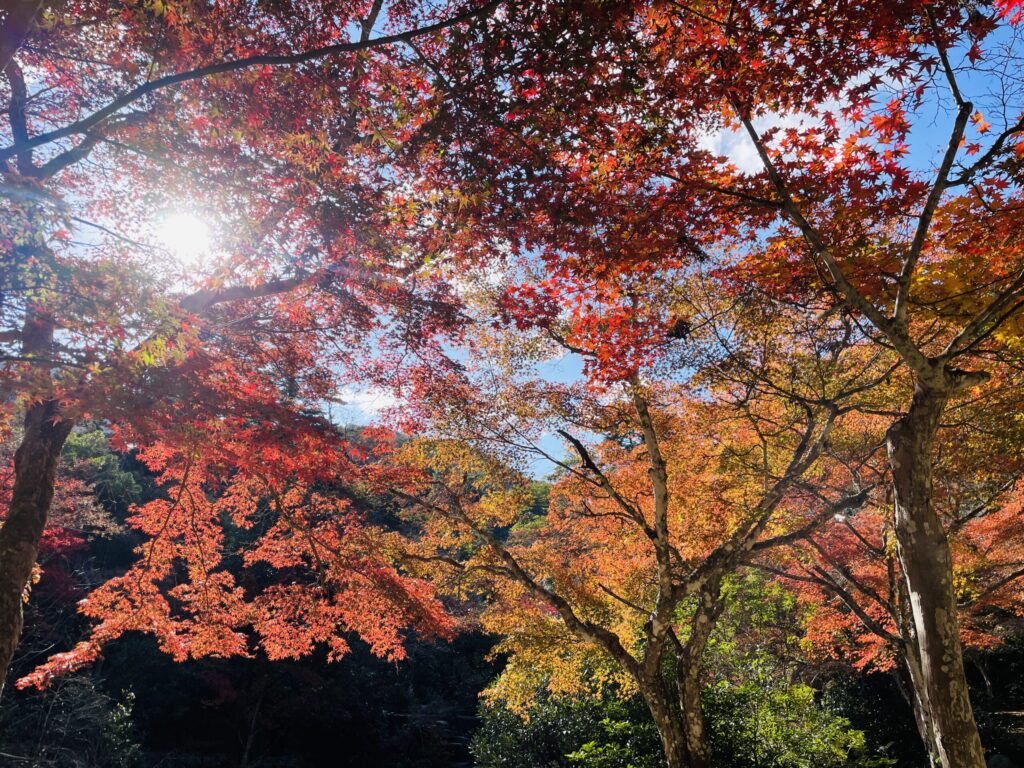 紅葉谷公園の朝の紅葉