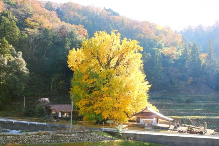 迦具神社の大イチョウ