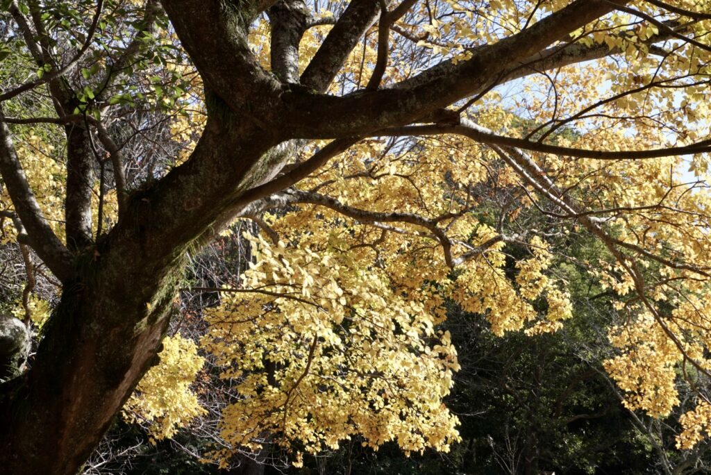 参道沿いの黄葉の木