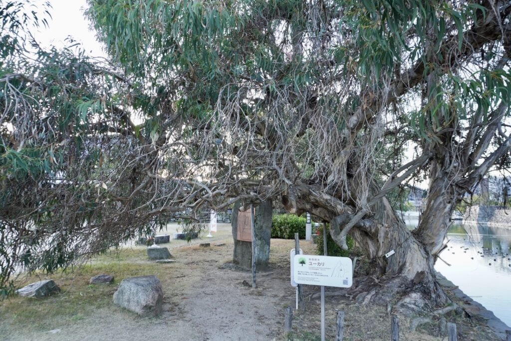 広島城 被爆樹木 ユーカリ