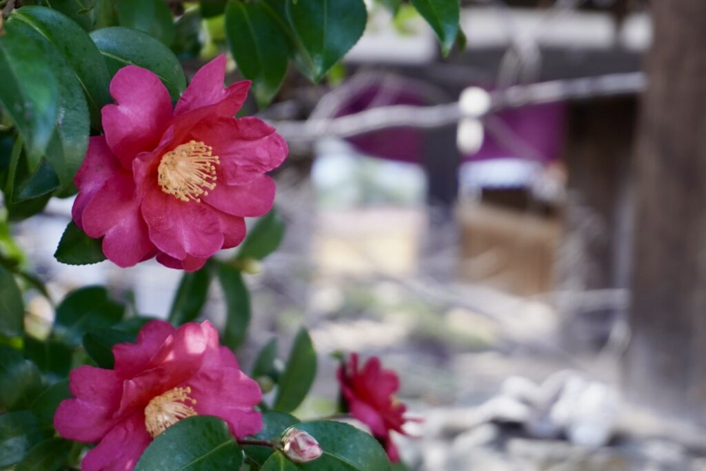 國前寺のさざんか