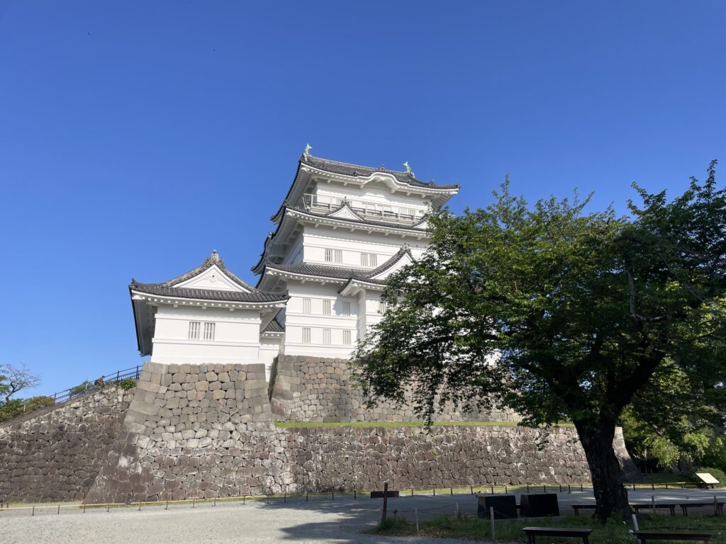 小田原城と桜の木