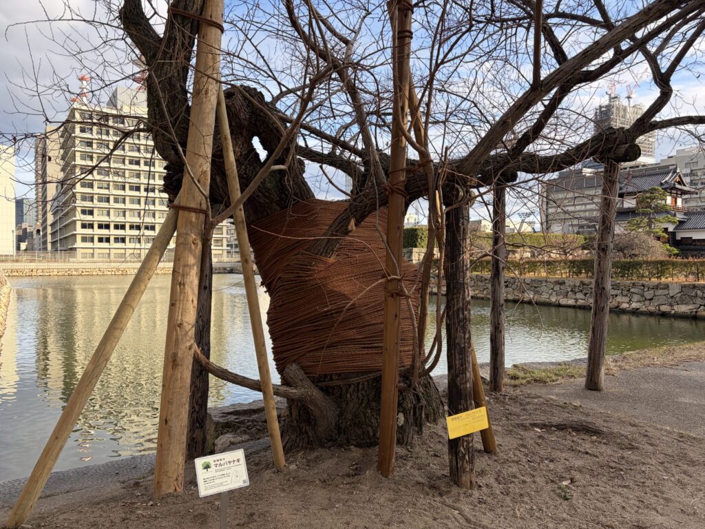 広島城 被爆樹木