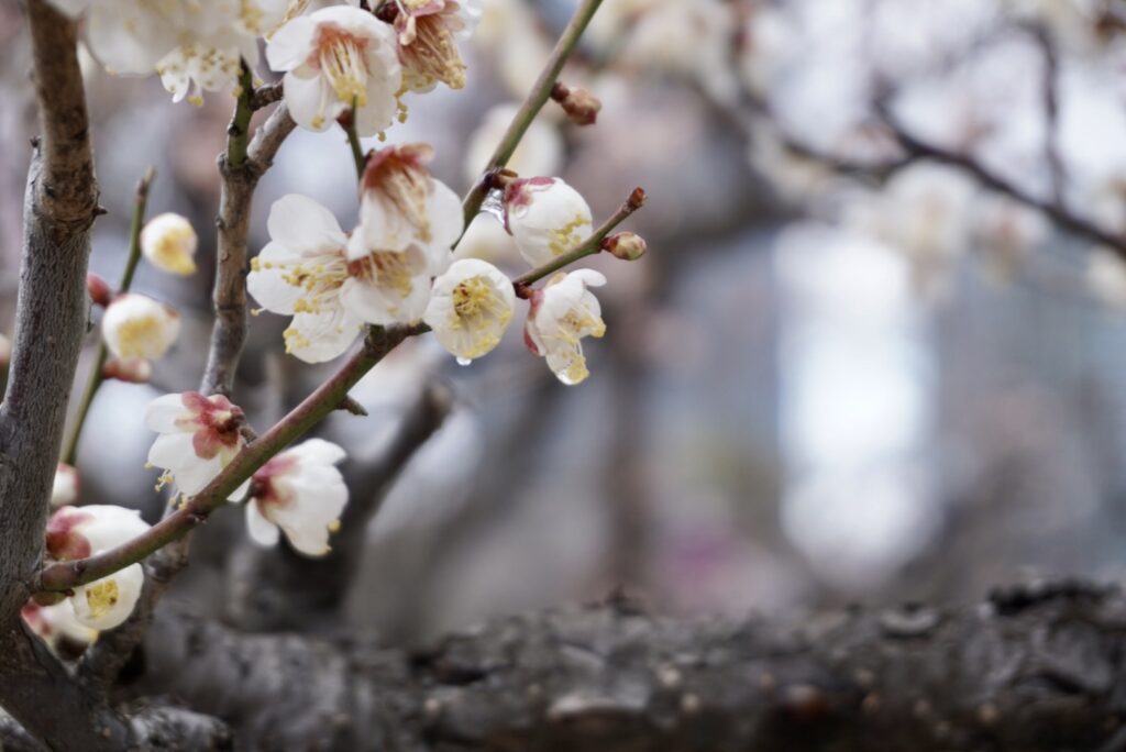 大阪城　梅林　梅の花