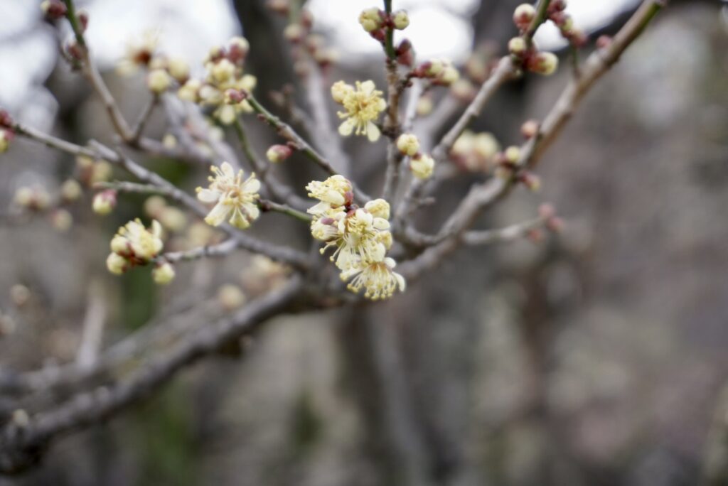 大阪城　梅林　本黄梅