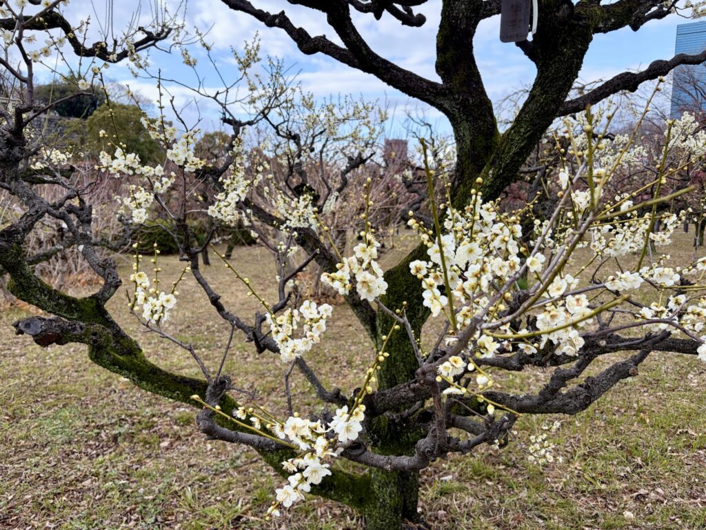 大阪城　梅林　一重緑萼