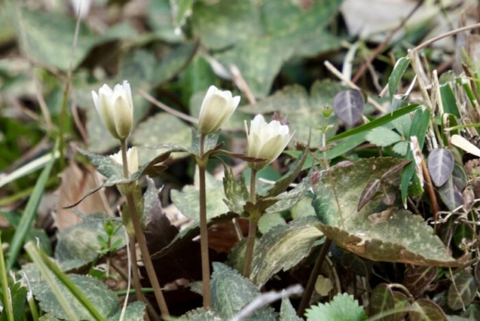 雪割一華 ユキワリイチゲ 山野草 三好市