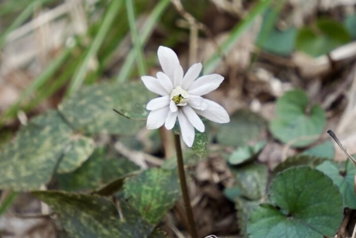 雪割一華 ユキワリイチゲ 山野草 三好市