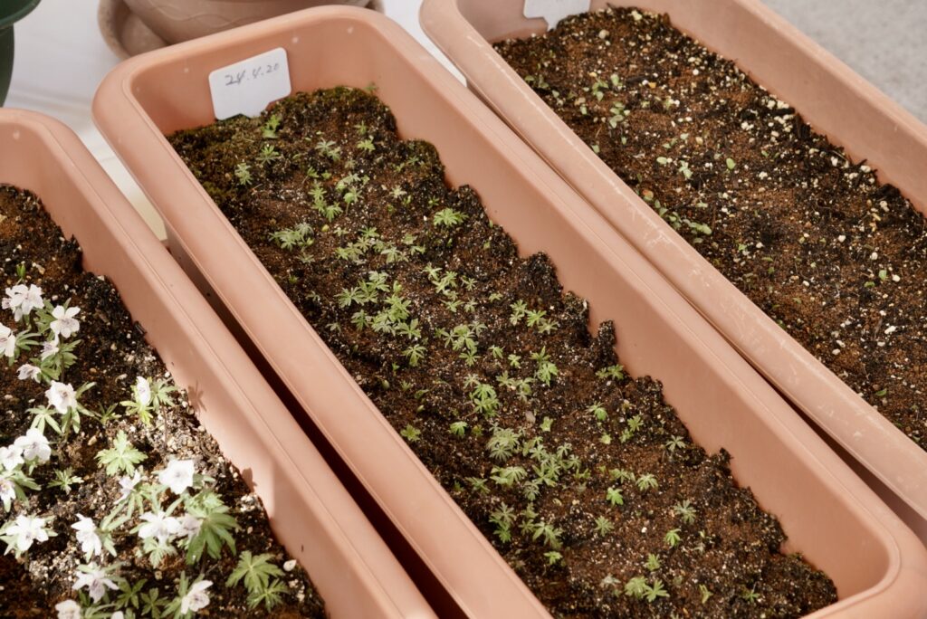 節分草の芽 節分草の葉 プランター