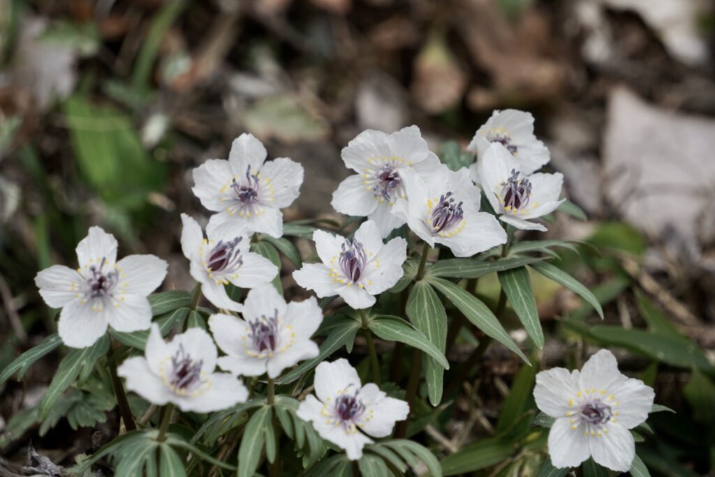 節分草 セツブンソウ 山野草 準絶滅危惧種 庄原総領町