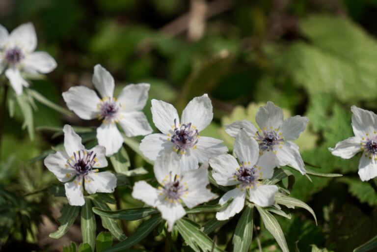 セツブンソウ　節分草　準絶滅危惧種　庄原総領町　山野草