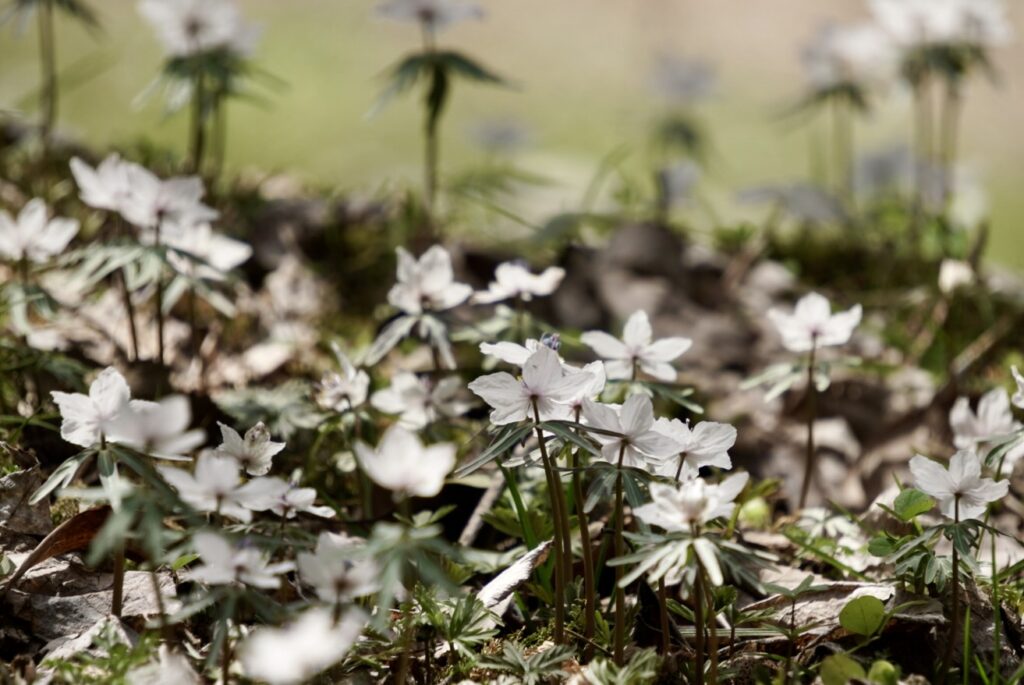 節分草 セツブンソウ 山野草 準絶滅危惧種 庄原総領町