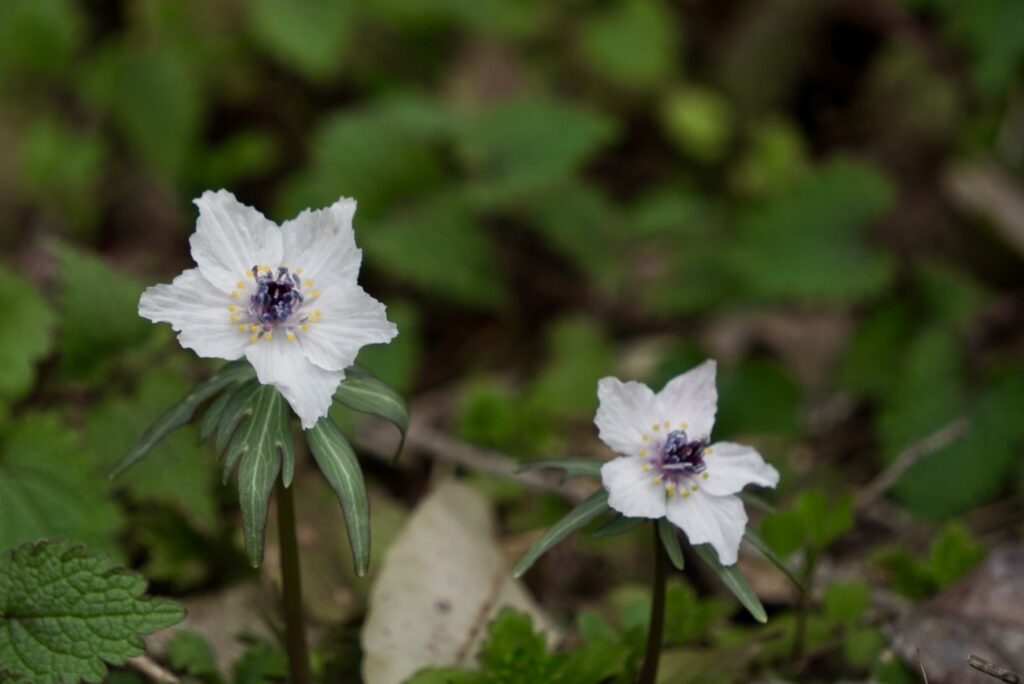 節分草 セツブンソウ 準絶滅危惧種 山野草 庄原総領町