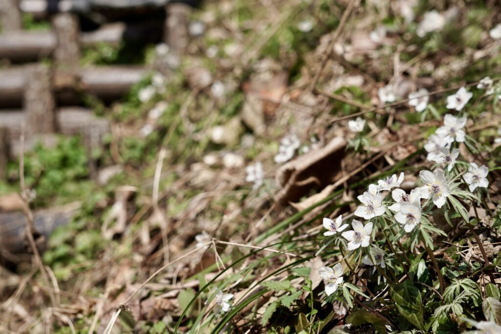 小径に咲く節分草 セツブンソウ 準絶滅危惧種 山野草 庄原総領町