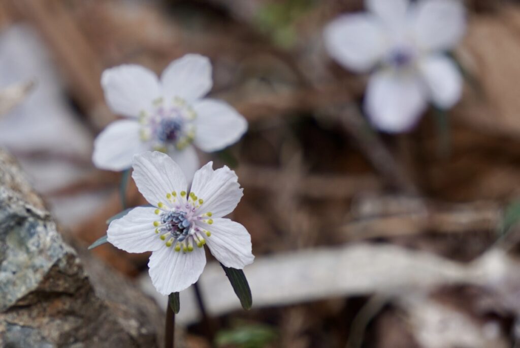 節分草 セツブンソウ 山野草 準絶滅危惧種 庄原総領町