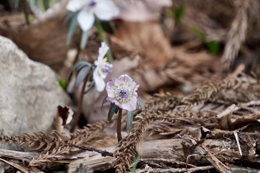 節分草 セツブンソウ 山野草 準絶滅危惧種 薄紫色