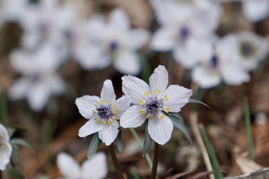 節分草 セツブンソウ 準絶滅危惧種 庄原総領町