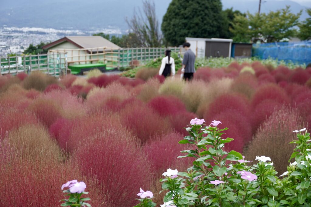 松田町　西平畑公園　コキアの里