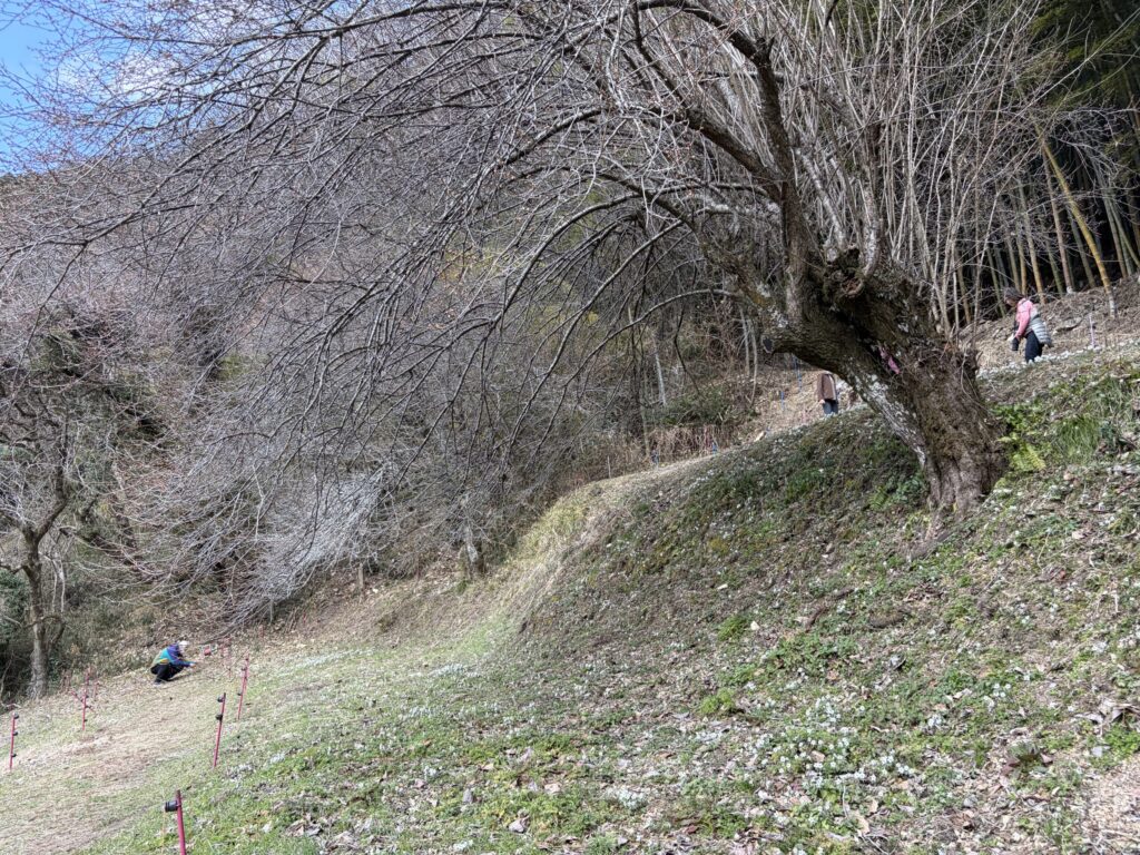 八幡神社 節分草 セツブンソウ自生地 準絶滅危惧種