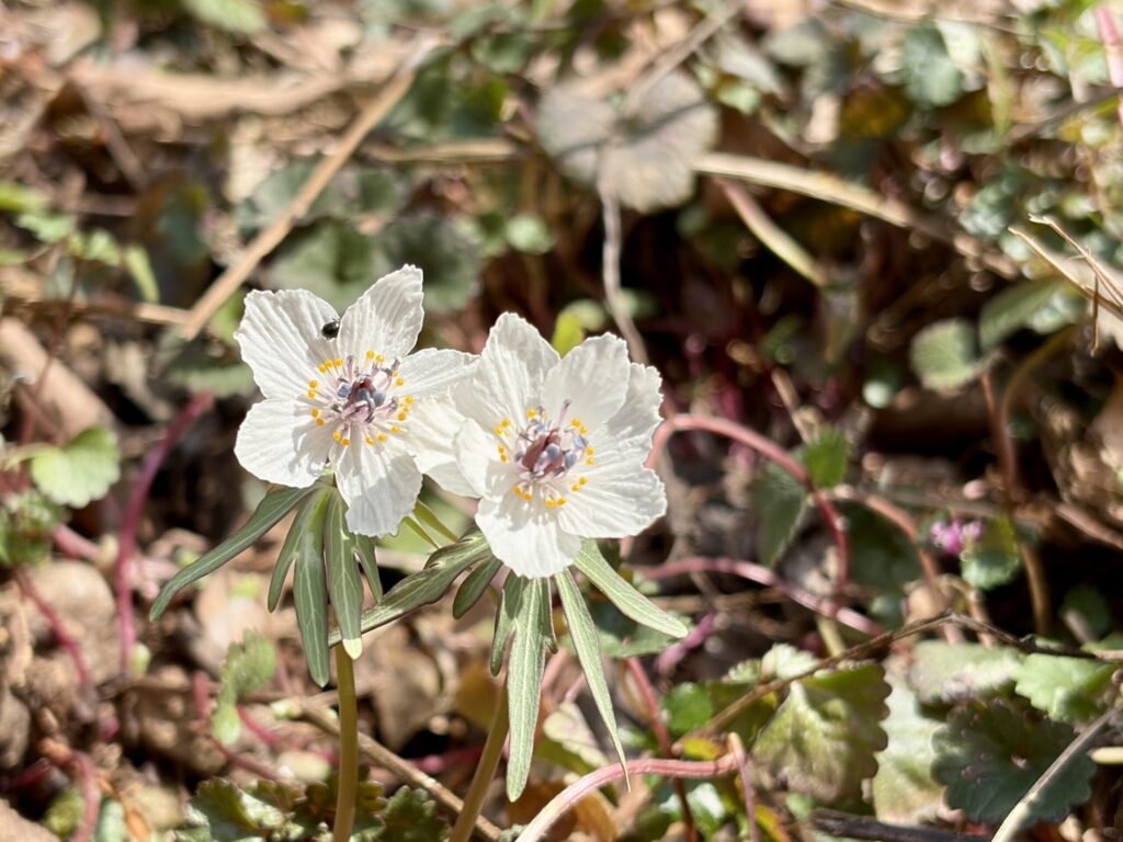 節分草 セツブンソウ 準絶滅危惧種 庄原総領町