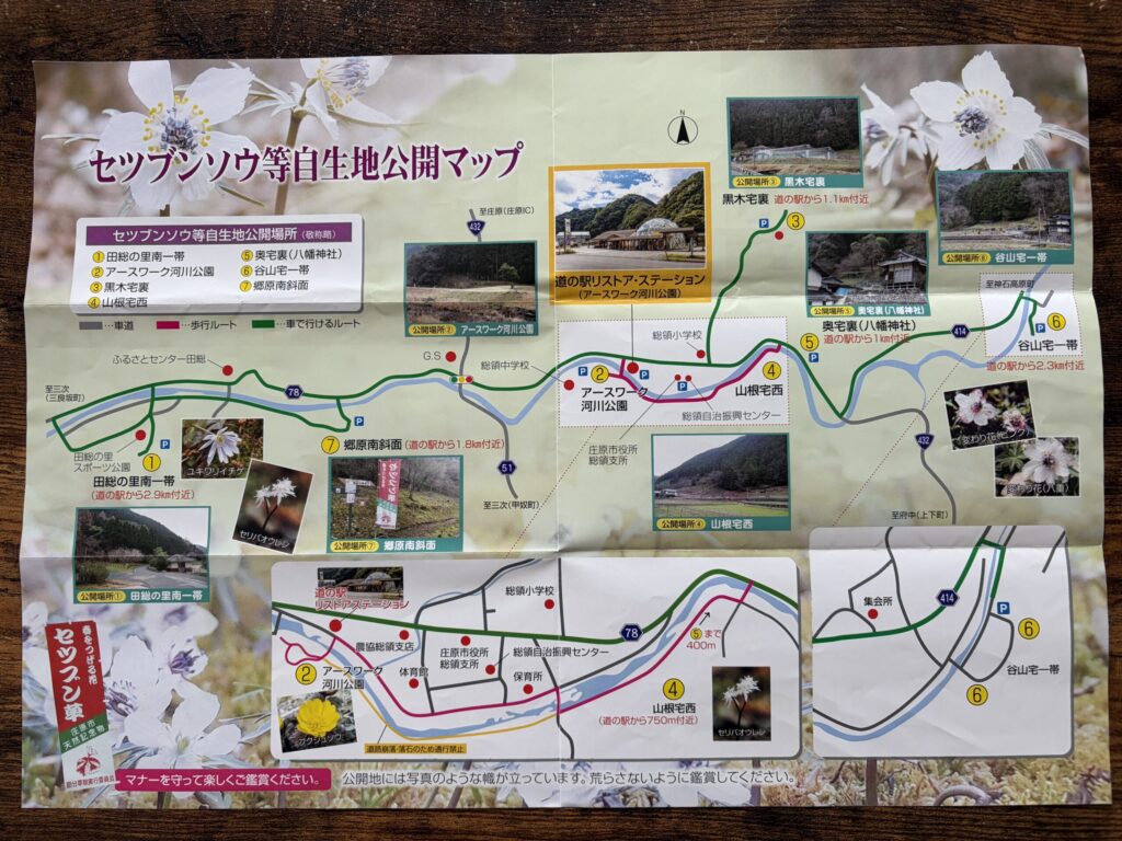 節分草 セツブンソウ自生時マップ パンフレット